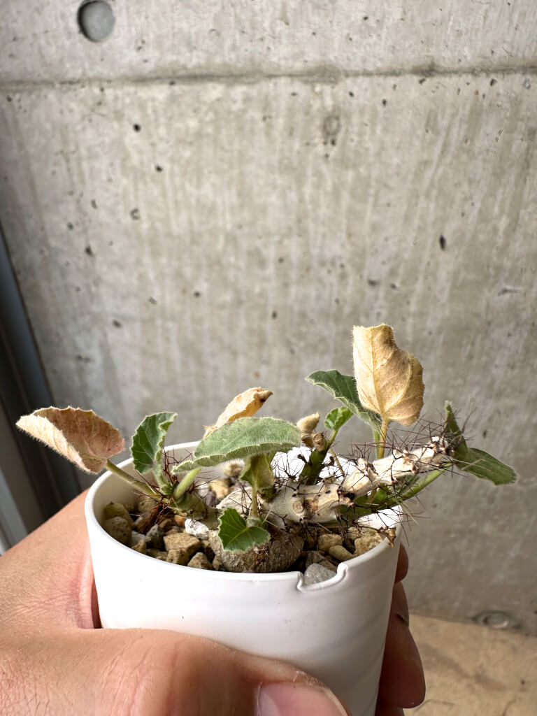 現品限り】ヤトロファ・マルギナータ【AB37】 Jatropha marginata 塊根