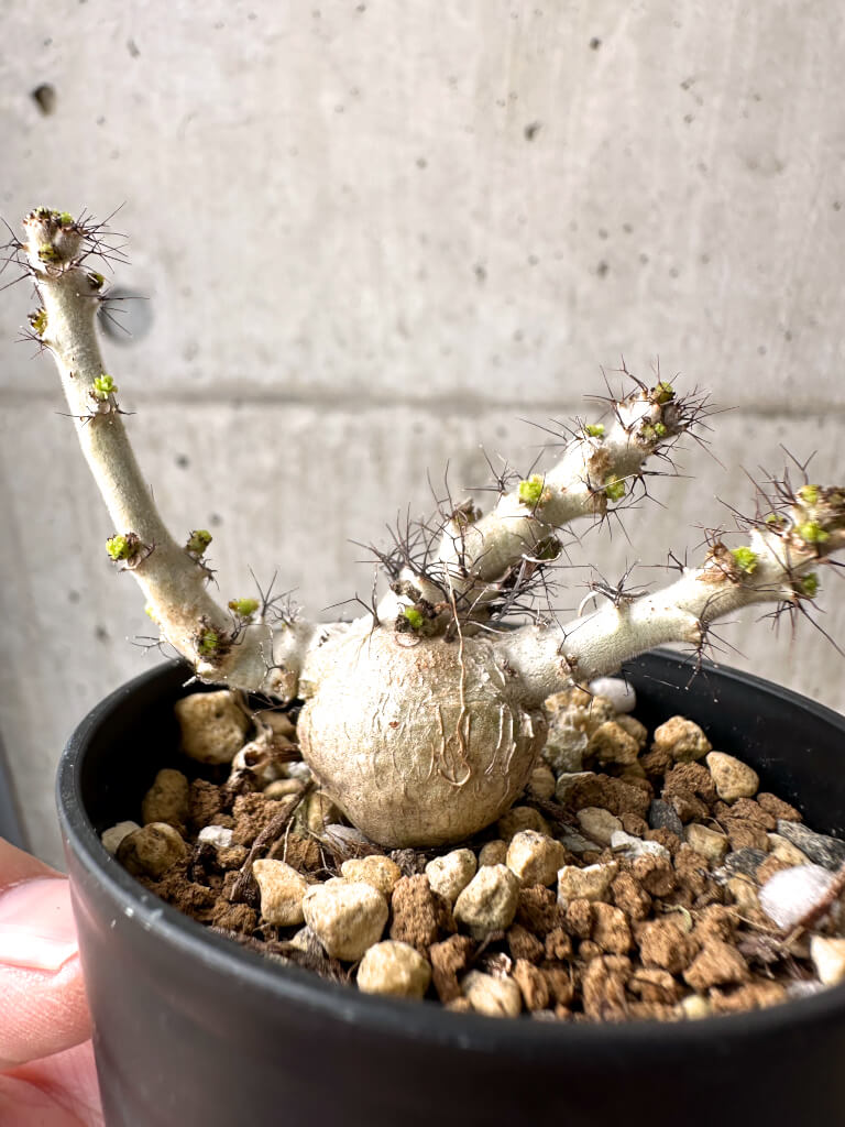 【現品限り】ヤトロファ・マルギナータ【AB38】 Jatropha marginata