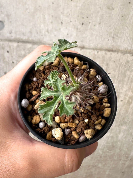 【現品限り】ヤトロファ・パラドクサ【AB39】 Jatropha paradoxa