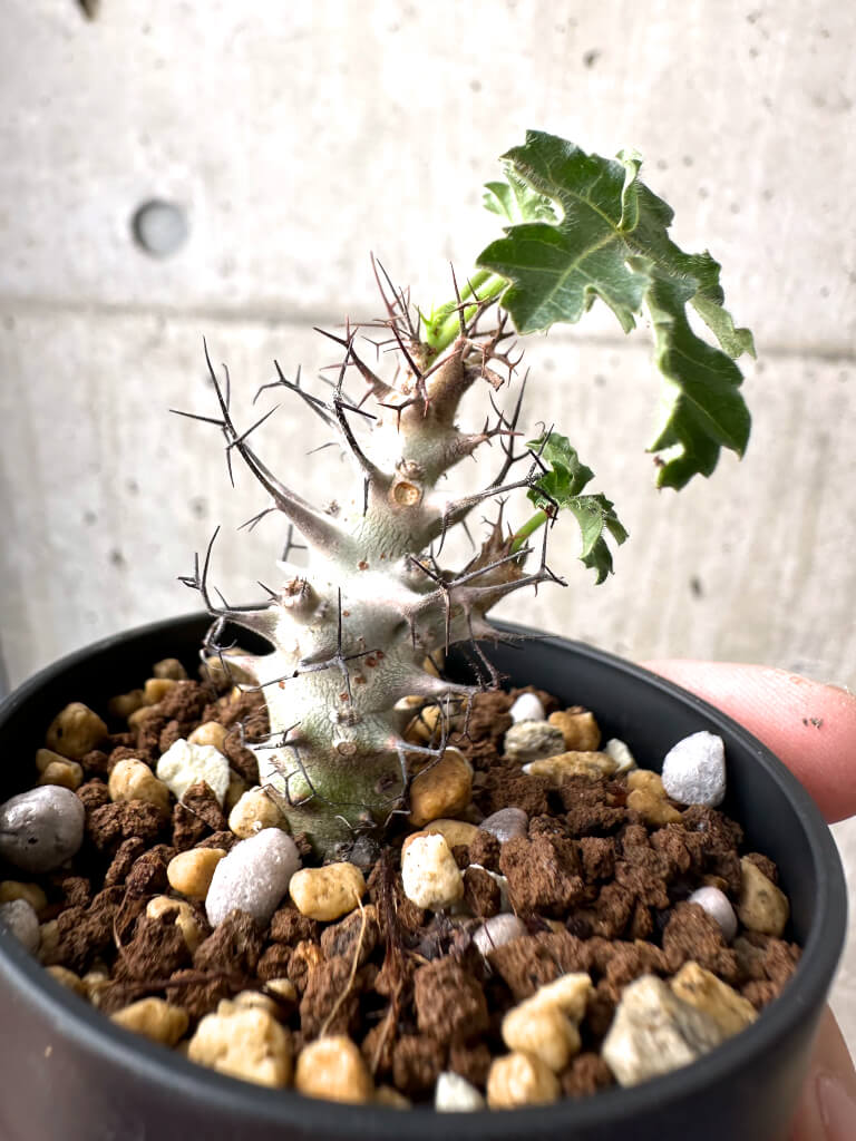 現品限り】ヤトロファ・パラドクサ【AB39】 Jatropha paradoxa 塊根