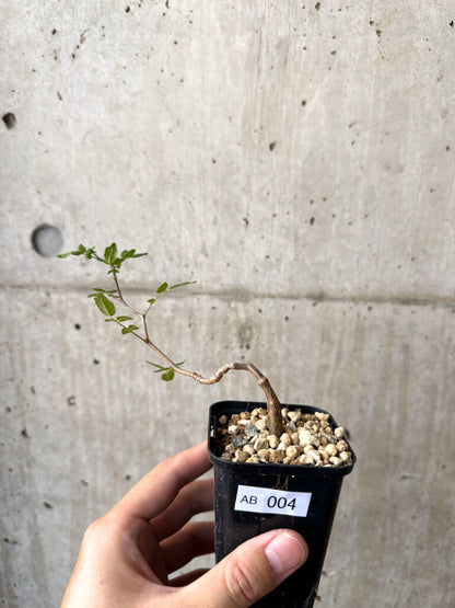 【現品限り】コミフォラ・モンストローサ【AB4】 Commiphora monstruosa