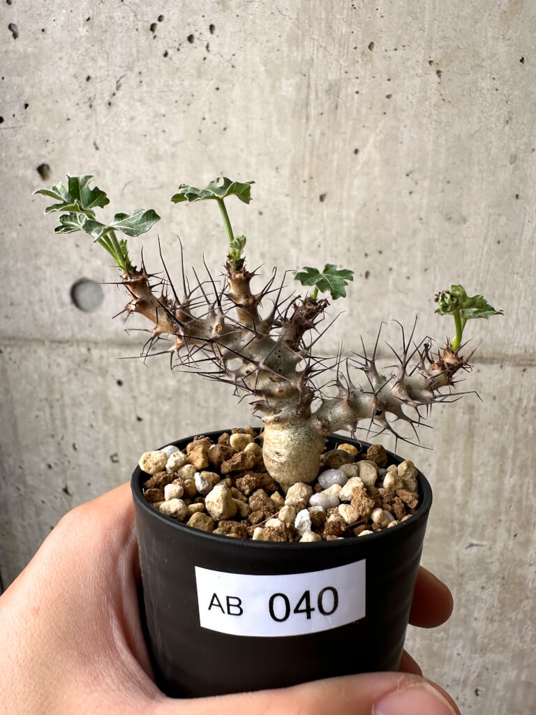 【希少種】Jatropha paradoxa ヤトロファ・パラドクサ 現品限り】ヤトロファ・パラドクサ【AB40】 Jatropha paradoxa 塊根