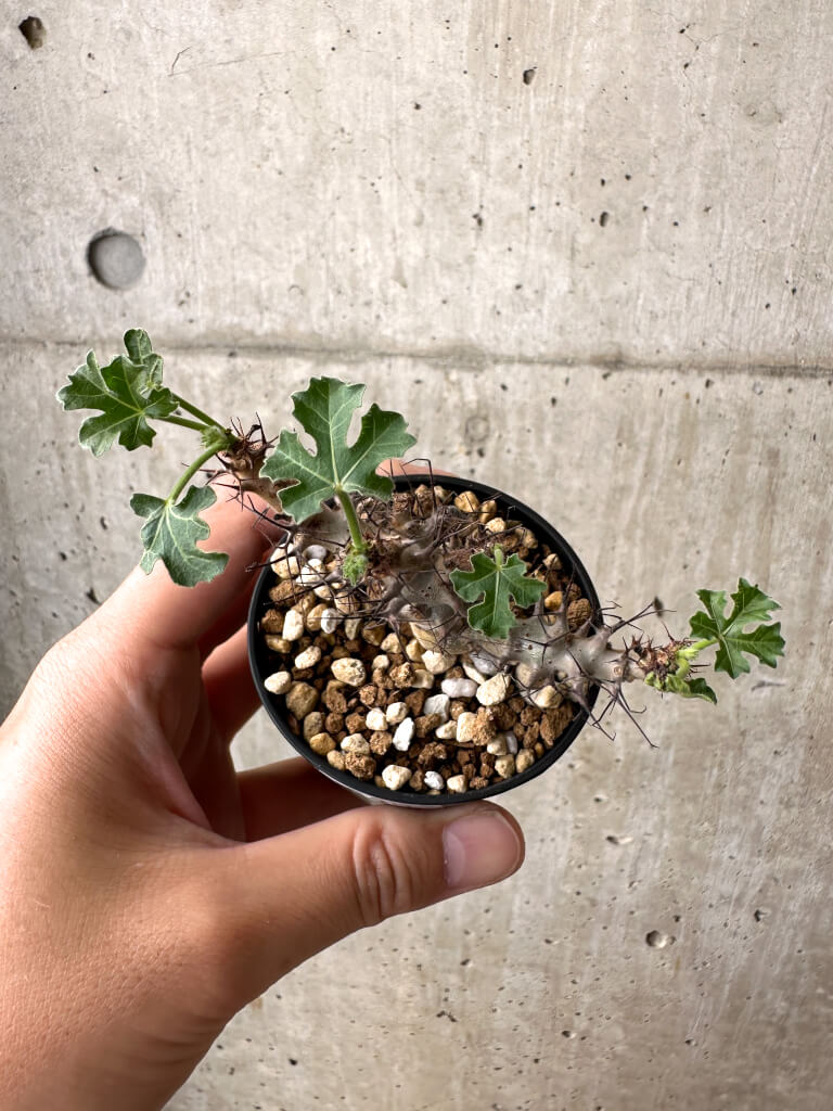 現品限り】ヤトロファ・パラドクサ【AB40】 Jatropha paradoxa 塊根