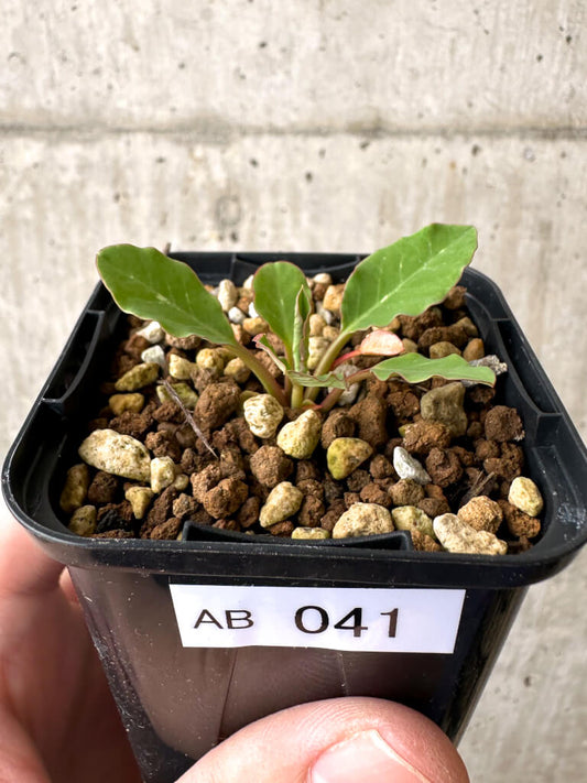 【現品限り】ユーフォルビア・フィッシュボーン(スパンリンギー)【AB41】 Euphorbia fishbone