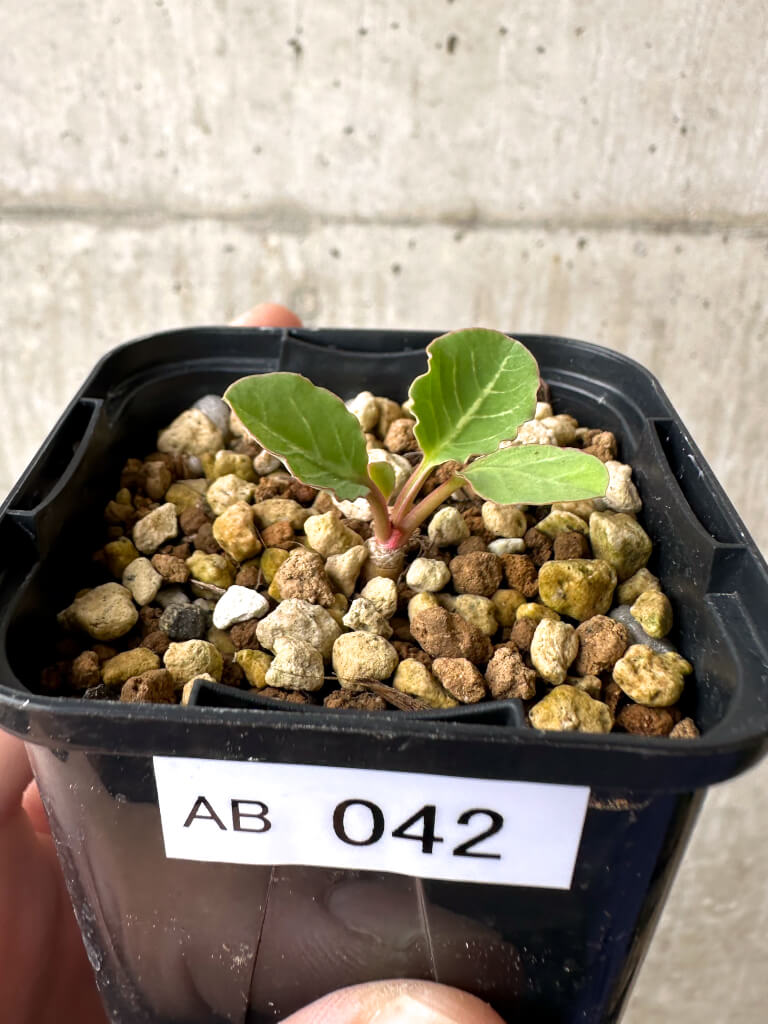 【現品限り】ユーフォルビア・フィッシュボーン(スパンリンギー)【AB42】 Euphorbia fishbone