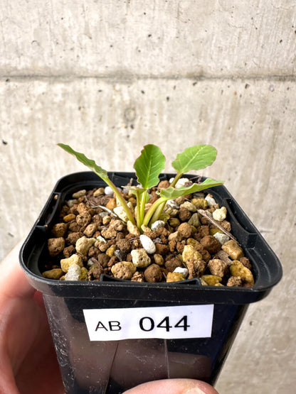 【現品限り】ユーフォルビア・フィッシュボーン(スパンリンギー)【AB44】 Euphorbia fishbone