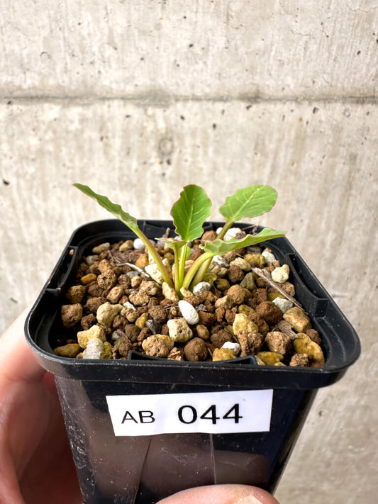 【現品限り】ユーフォルビア・フィッシュボーン(スパンリンギー)【AB44】 Euphorbia fishbone