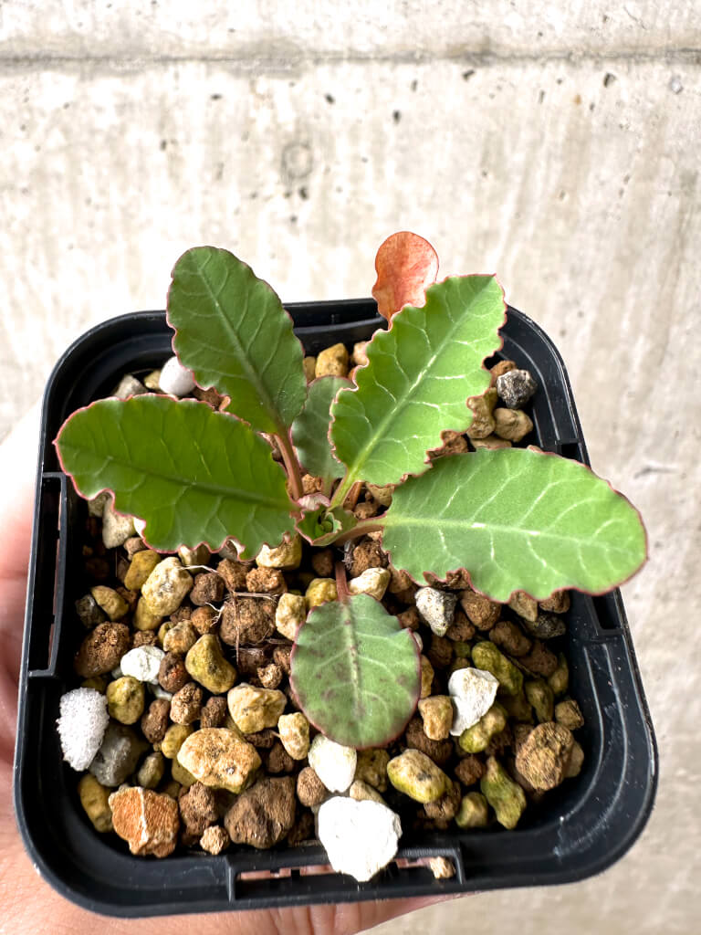 【現品限り】ユーフォルビア・フィッシュボーン(スパンリンギー)【AB45】 Euphorbia fishbone