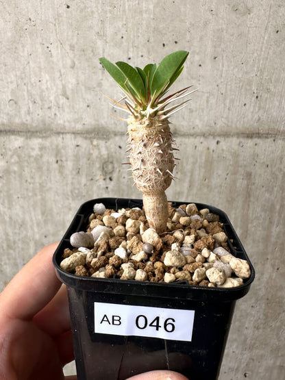 【現品限り】ユーフォルビア・ギラウミニアナ【AB46】 Euphorbia guillauminiana