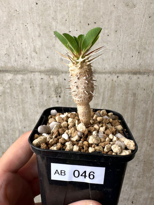 【現品限り】ユーフォルビア・ギラウミニアナ【AB46】 Euphorbia guillauminiana