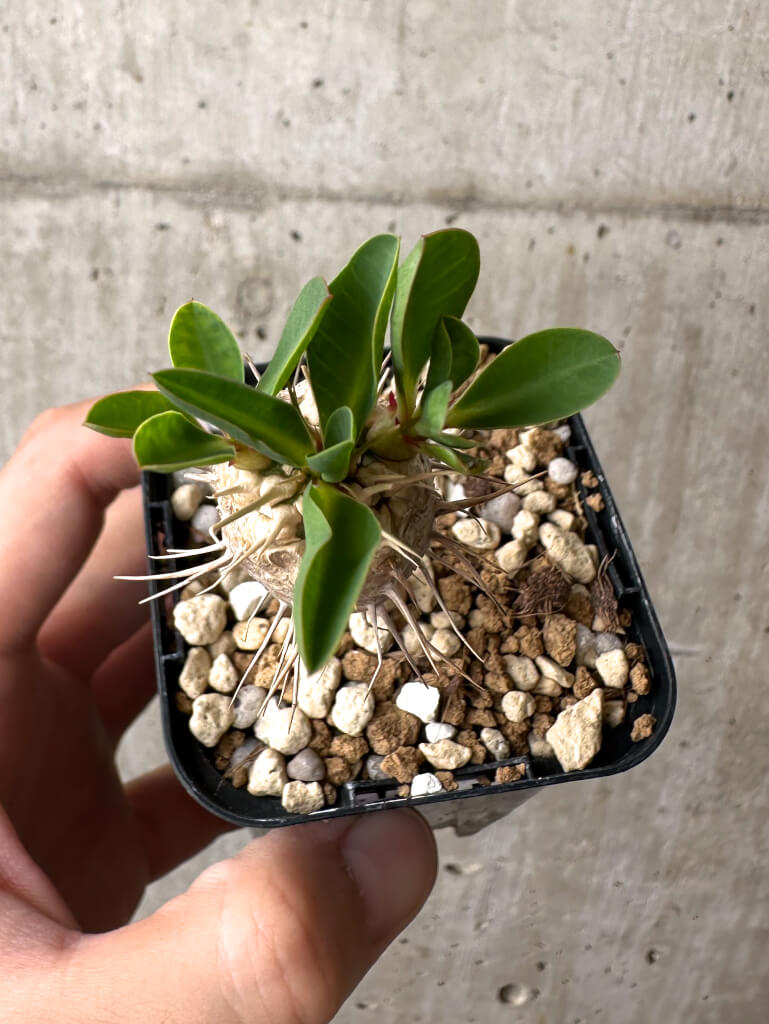 現品限り】ユーフォルビア・ギラウミニアナ【AB47】 Euphorbia