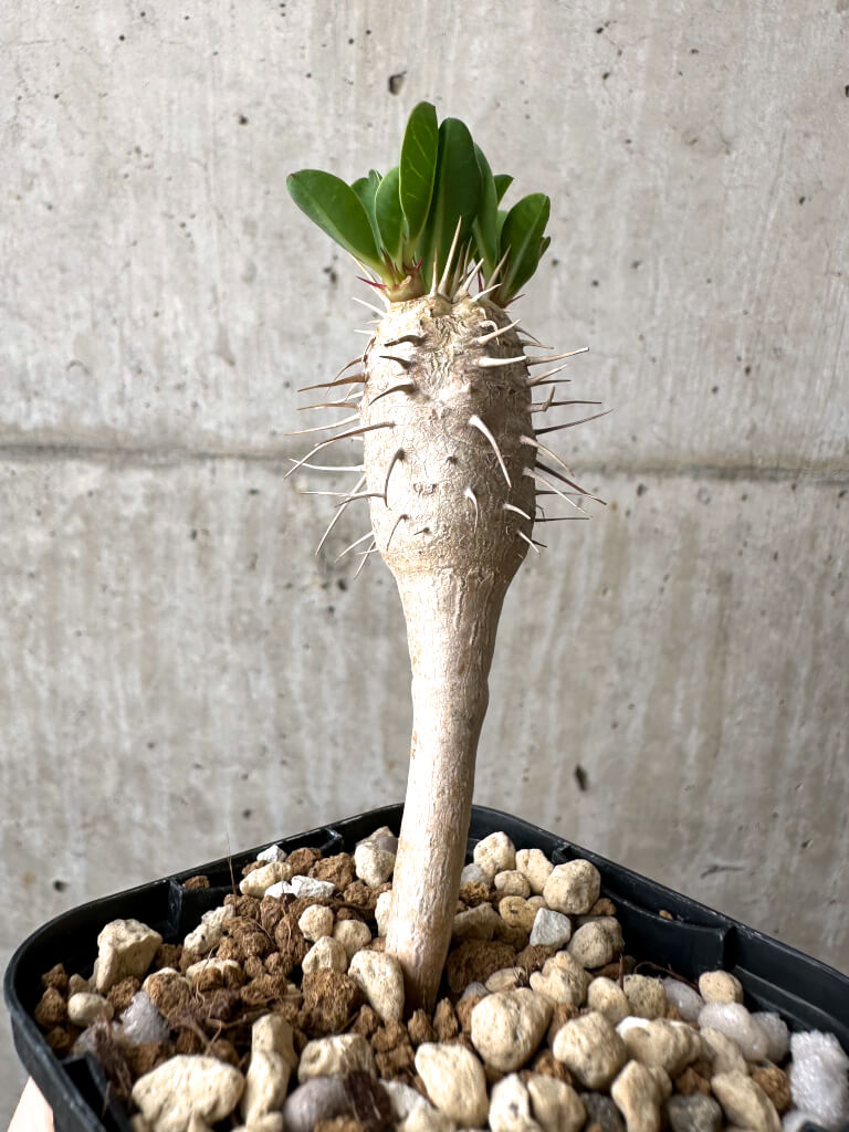 現品限り】ユーフォルビア・ギラウミニアナ【AB47】 Euphorbia
