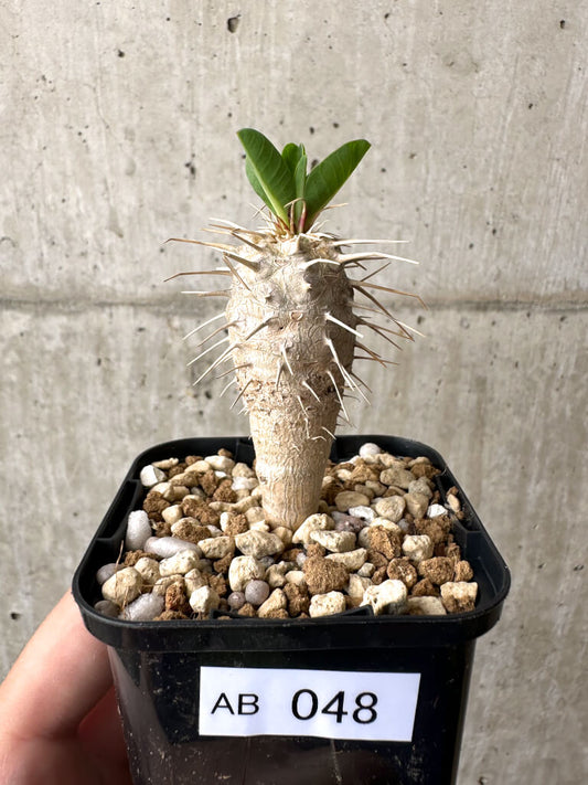 【現品限り】ユーフォルビア・ギラウミニアナ【AB48】 Euphorbia guillauminiana