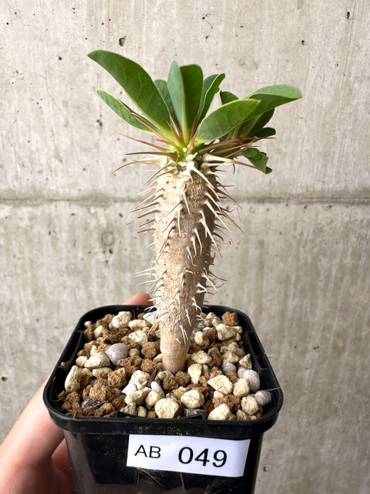 【現品限り】ユーフォルビア・ギラウミニアナ【AB49】 Euphorbia guillauminiana