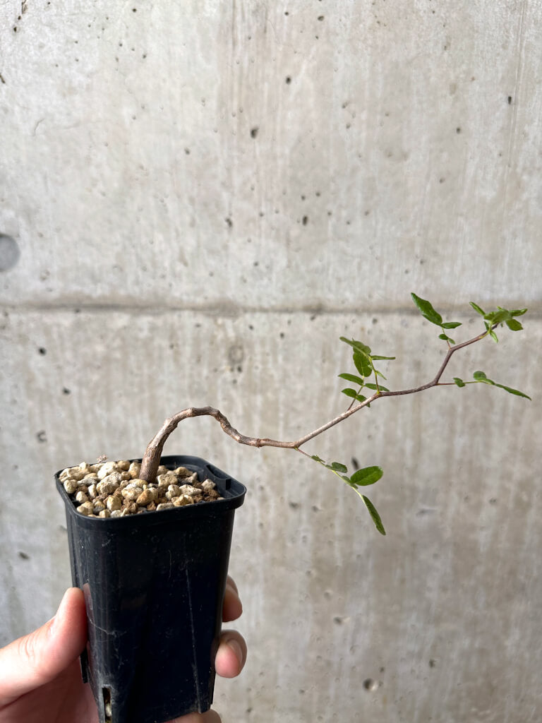 【現品限り】コミフォラ・モンストローサ【AB4】 Commiphora monstruosa