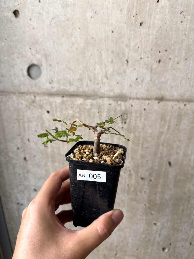 現品限り】コミフォラ・モンストローサ【AB5】 Commiphora monstruosa