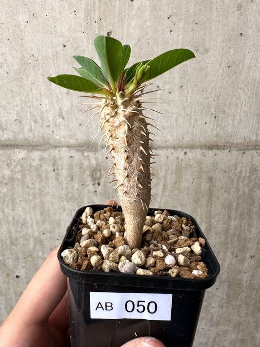 【現品限り】ユーフォルビア・ギラウミニアナ【AB50】 Euphorbia guillauminiana