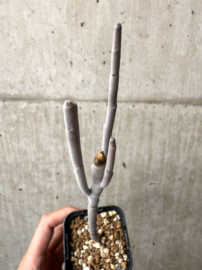 現品限り】ユーフォルビア・アルブスクラ【AB51】 Euphorbia arbuscula