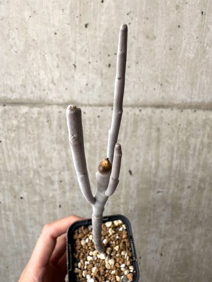 【現品限り】ユーフォルビア・アルブスクラ【AB51】 Euphorbia arbuscula