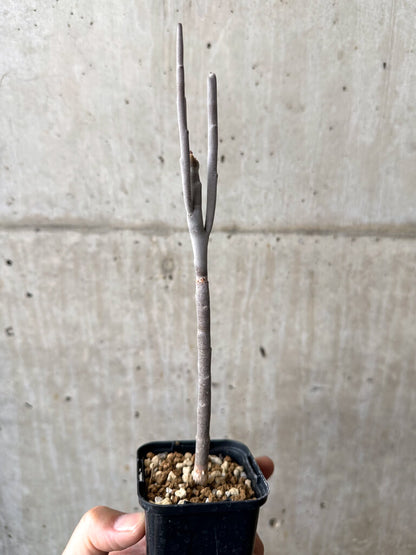 【現品限り】ユーフォルビア・アルブスクラ【AB51】 Euphorbia arbuscula