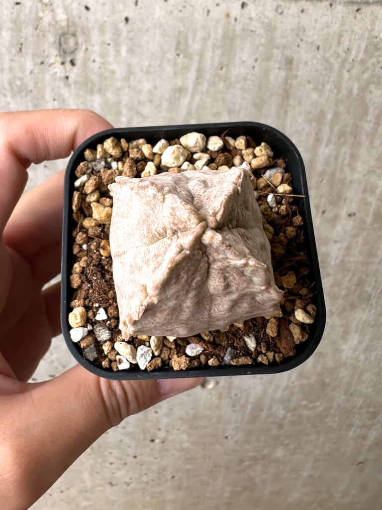 【現品限り】ホワイトスロアネア・クラサ【AB52】 Whitesloanea crassa