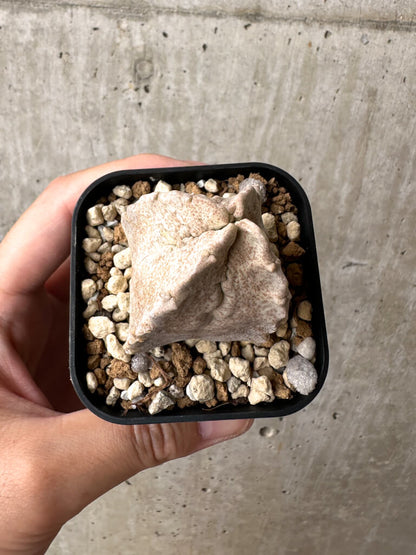 【現品限り】ホワイトスロアネア・クラサ【AB53】 Whitesloanea crassa