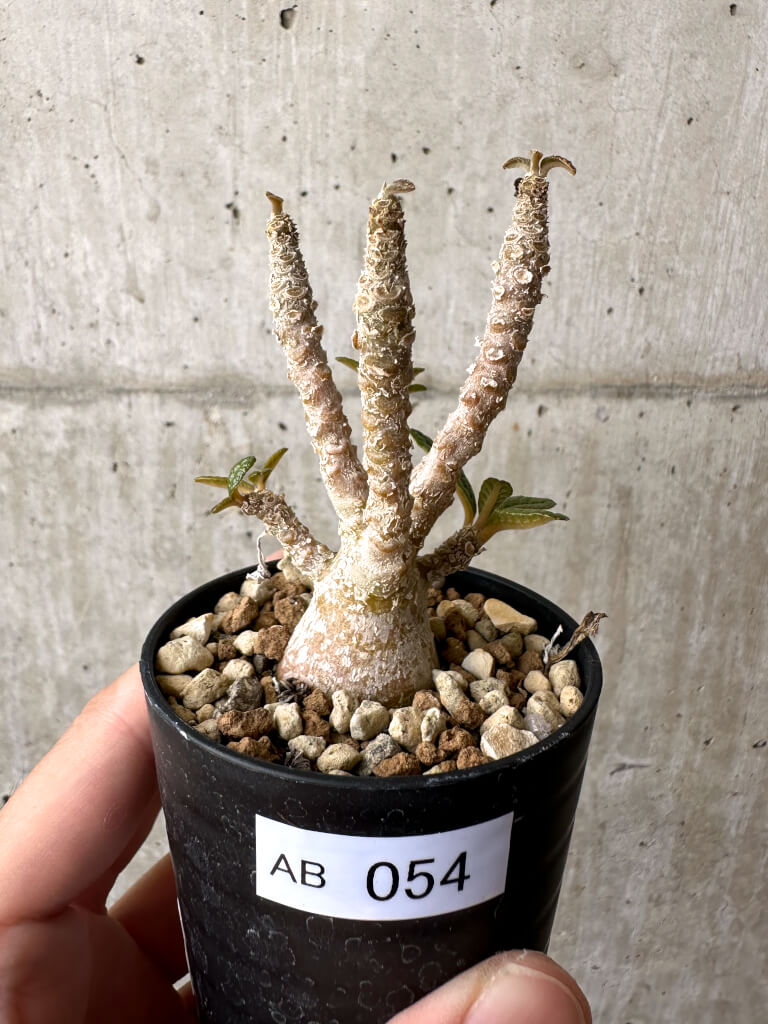 【現品限り】ドルステニア・ギガス 実生【AB54】 Dorstenia gigas