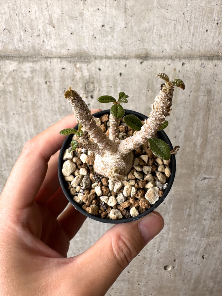現品限り】ドルステニア・ギガス 実生【AB54】 Dorstenia gigas 塊根