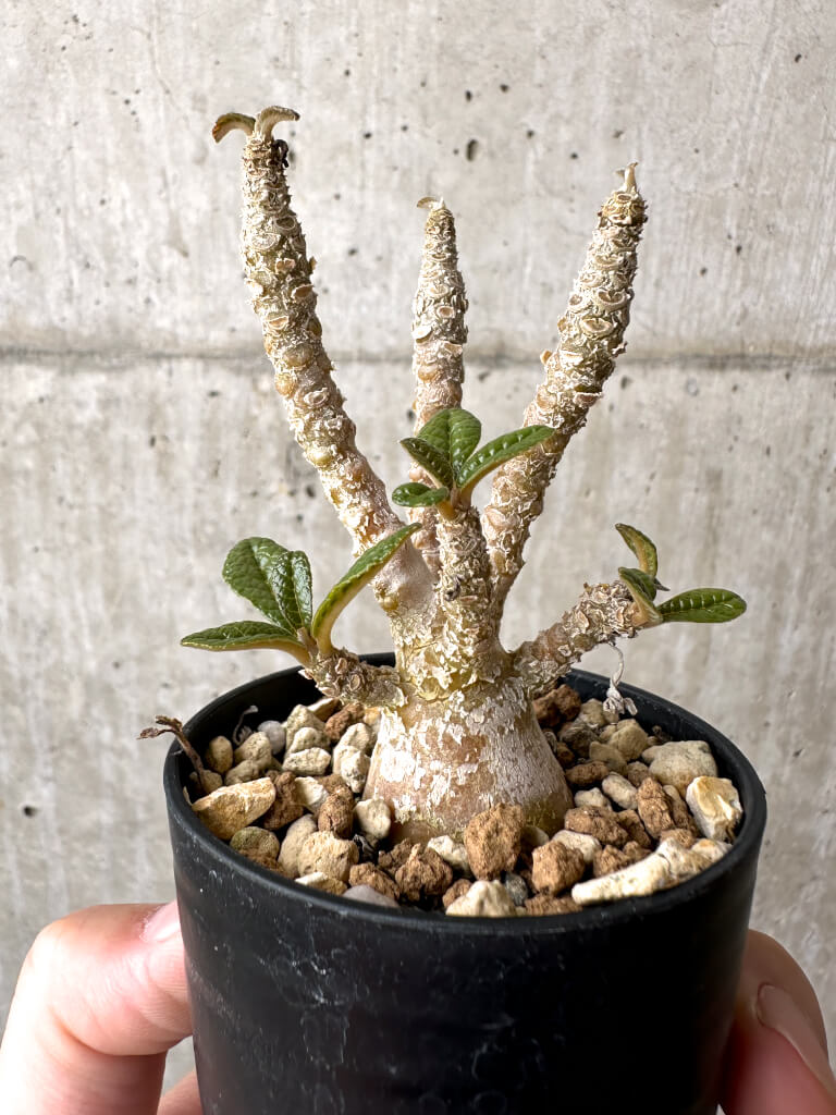 現品限り】ドルステニア・ギガス 実生【AB54】 Dorstenia gigas 塊根