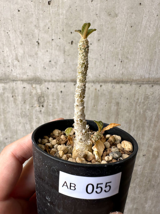 【現品限り】ドルステニア・ギガス 実生【AB55】 Dorstenia gigas