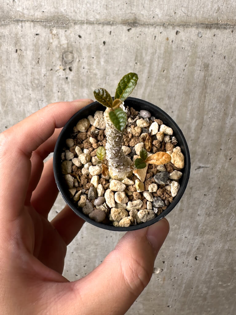 現品限り】ドルステニア・ギガス 実生【AB55】 Dorstenia gigas 塊根
