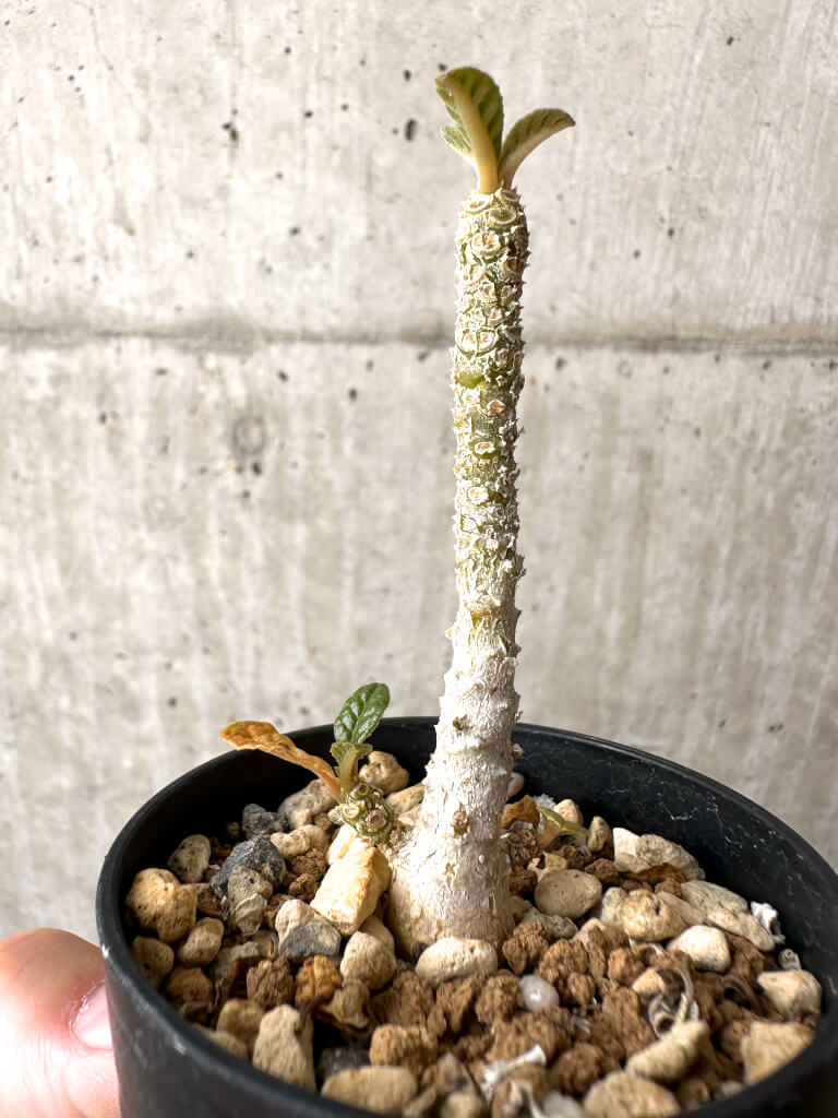 【現品限り】ドルステニア・ギガス 実生【AB55】 Dorstenia gigas