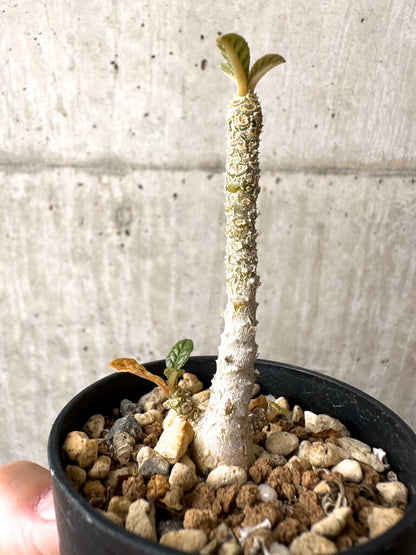 【現品限り】ドルステニア・ギガス 実生【AB55】 Dorstenia gigas