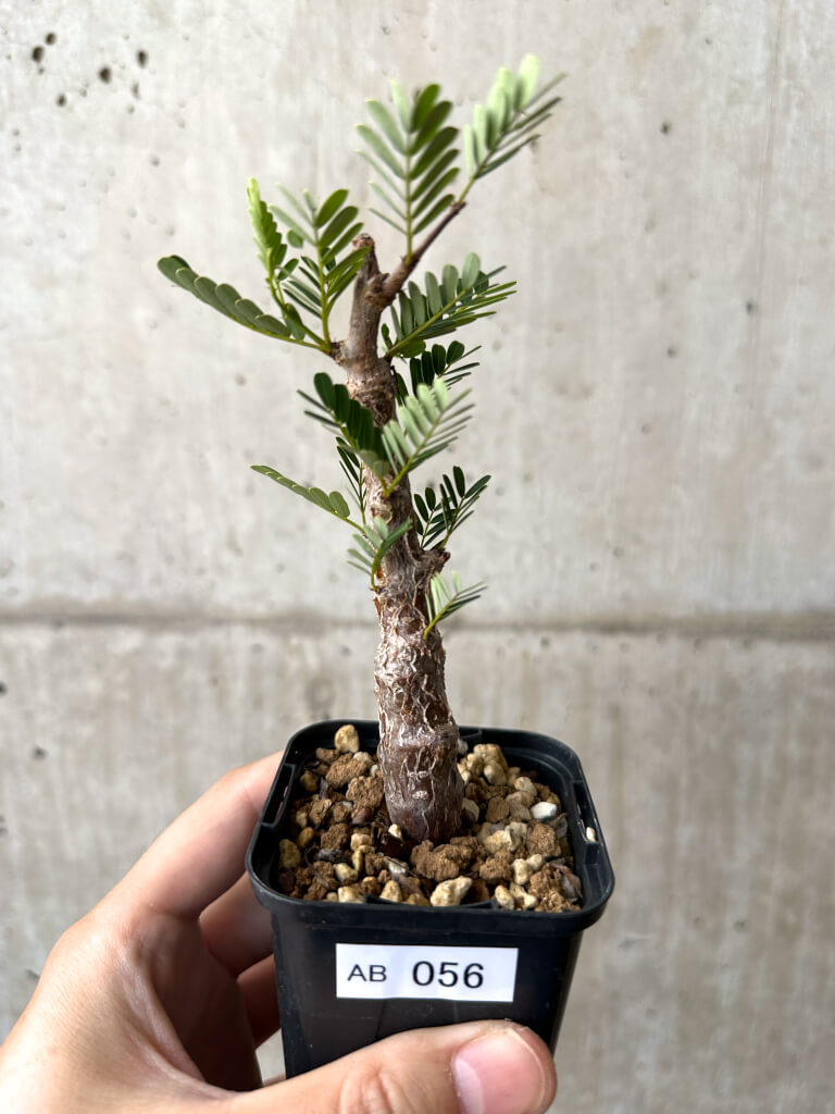 【現品限り】センナ・メリディオナリス 実生【AB56】 Senna meridionalis