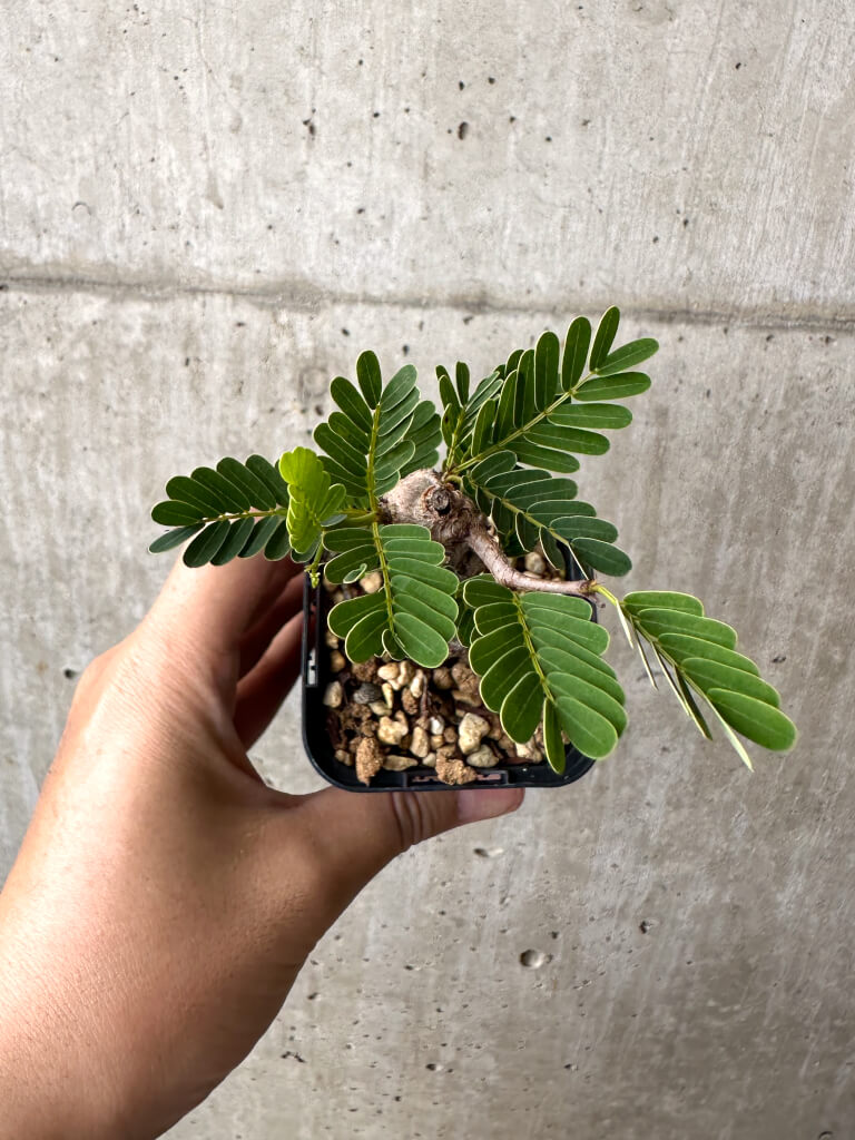 【現品限り】センナ・メリディオナリス 実生【AB56】 Senna meridionalis