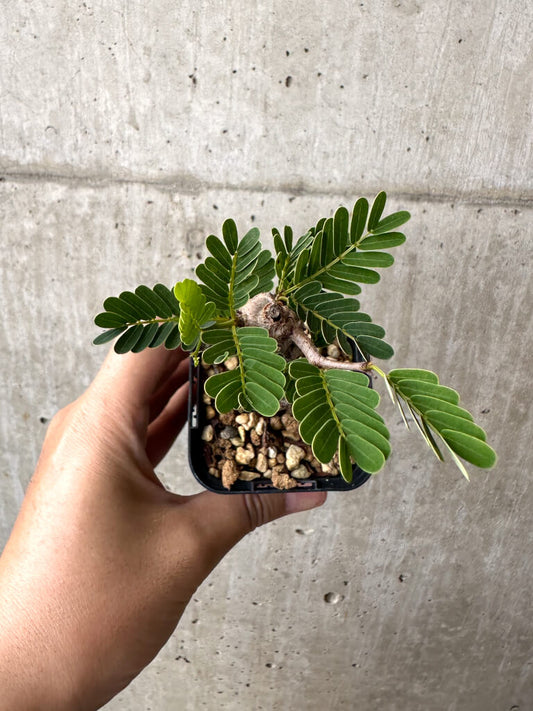 【現品限り】センナ・メリディオナリス 実生【AB56】 Senna meridionalis