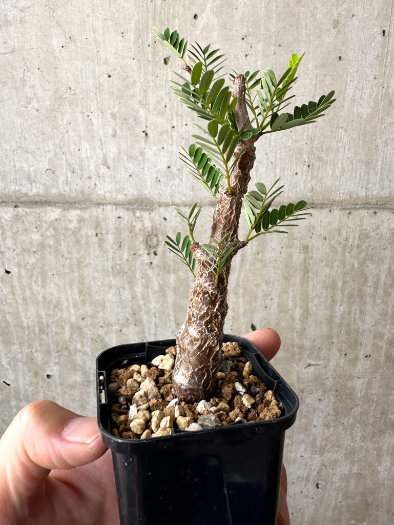 【現品限り】センナ・メリディオナリス 実生【AB56】 Senna meridionalis