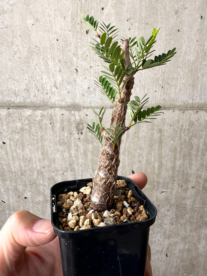 【現品限り】センナ・メリディオナリス 実生【AB56】 Senna meridionalis