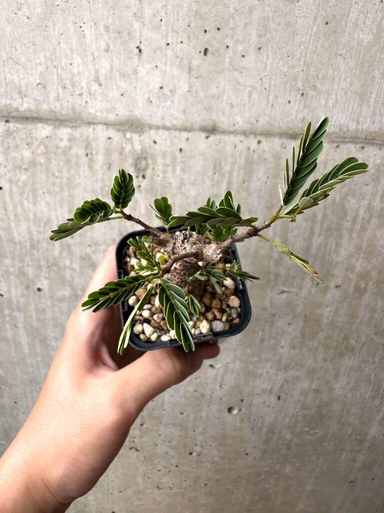 【現品限り】センナ・メリディオナリス 実生【AB57】 Senna meridionalis