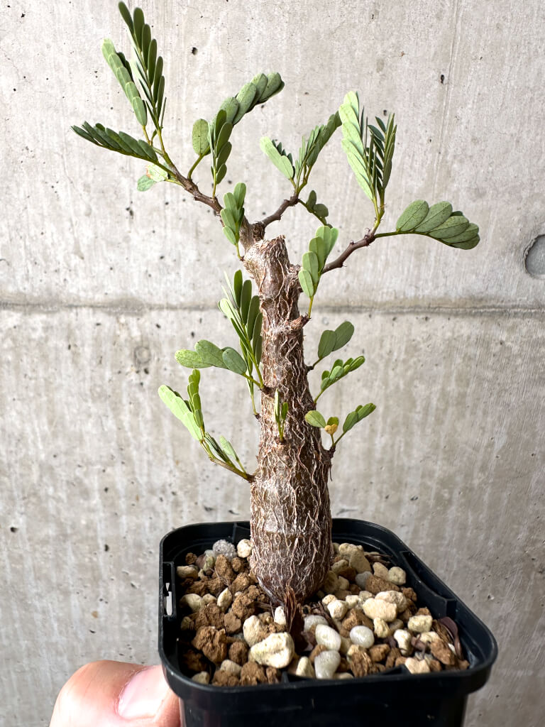 【現品限り】センナ・メリディオナリス 実生【AB57】 Senna meridionalis