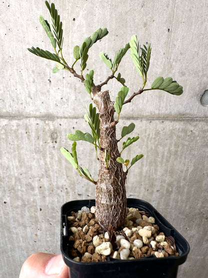 【現品限り】センナ・メリディオナリス 実生【AB57】 Senna meridionalis