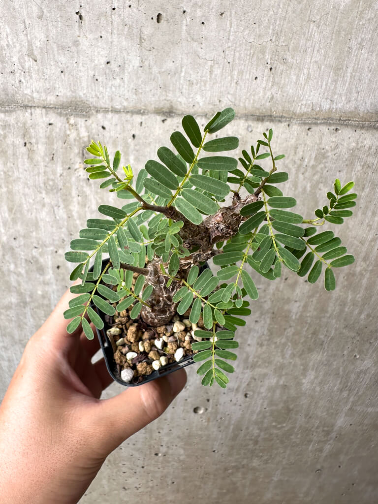 【現品限り】センナ・メリディオナリス 実生【AB58】 Senna meridionalis