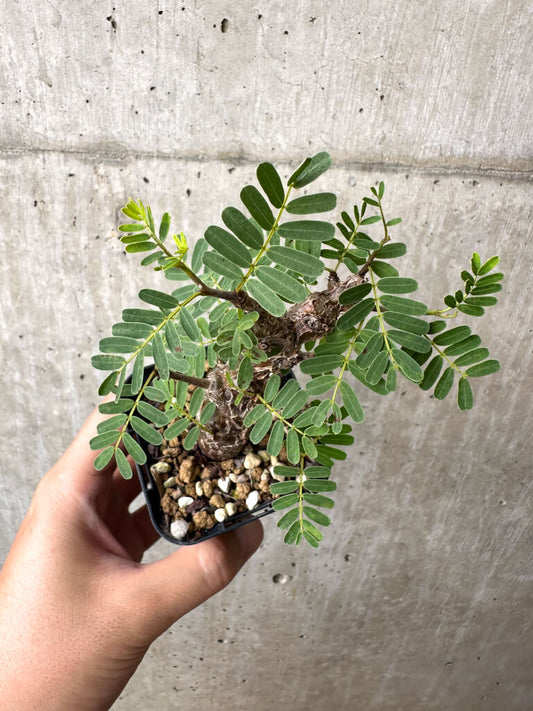 【現品限り】センナ・メリディオナリス 実生【AB58】 Senna meridionalis