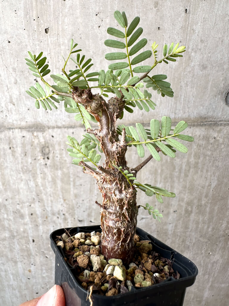 【現品限り】センナ・メリディオナリス 実生【AB58】 Senna meridionalis