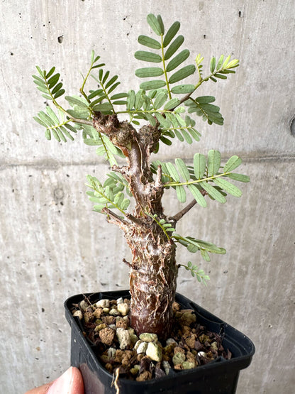 【現品限り】センナ・メリディオナリス 実生【AB58】 Senna meridionalis