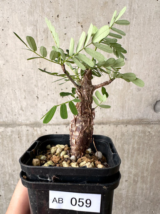 【現品限り】センナ・メリディオナリス 実生【AB59】 Senna meridionalis