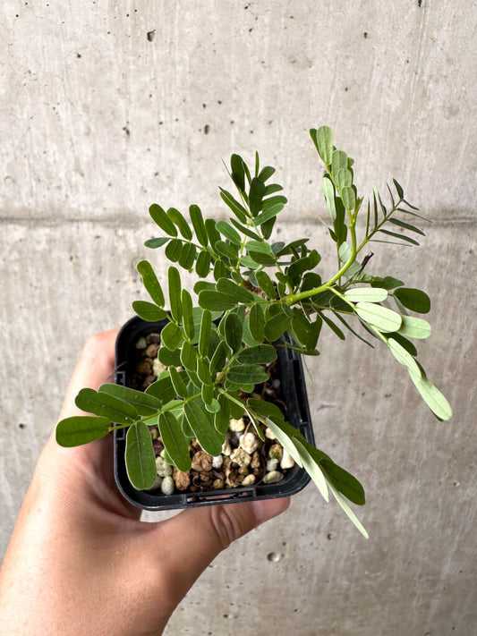 【現品限り】センナ・メリディオナリス 実生【AB59】 Senna meridionalis