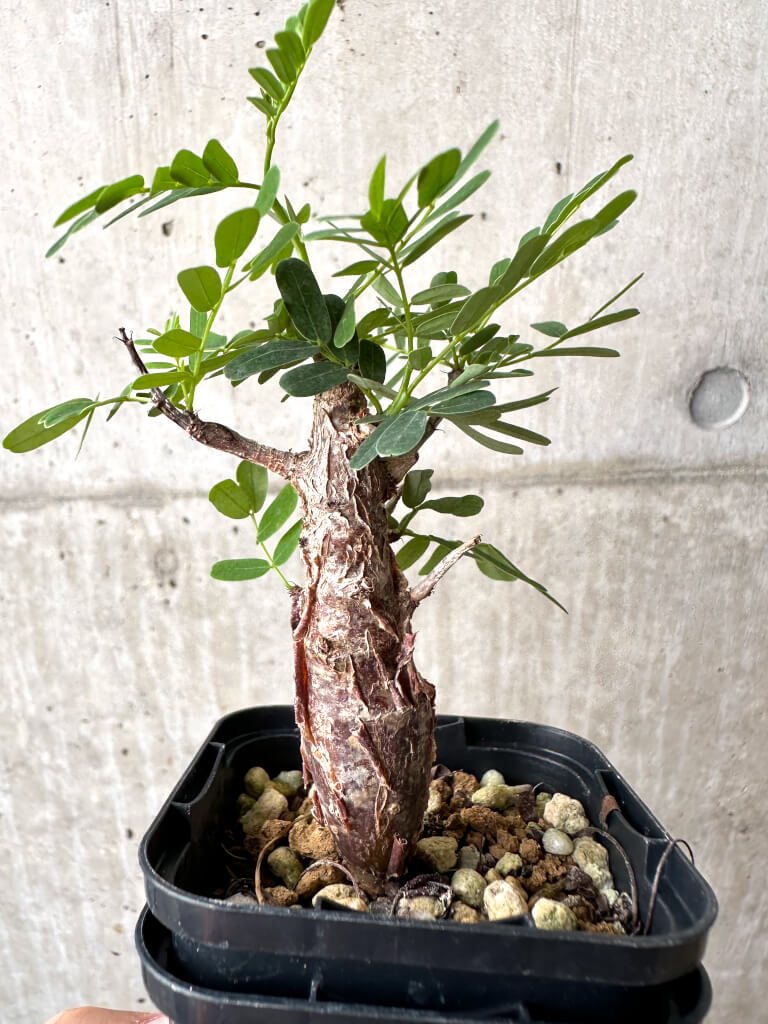 【現品限り】センナ・メリディオナリス 実生【AB59】 Senna meridionalis