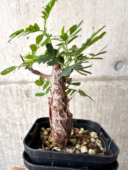 【現品限り】センナ・メリディオナリス 実生【AB59】 Senna meridionalis