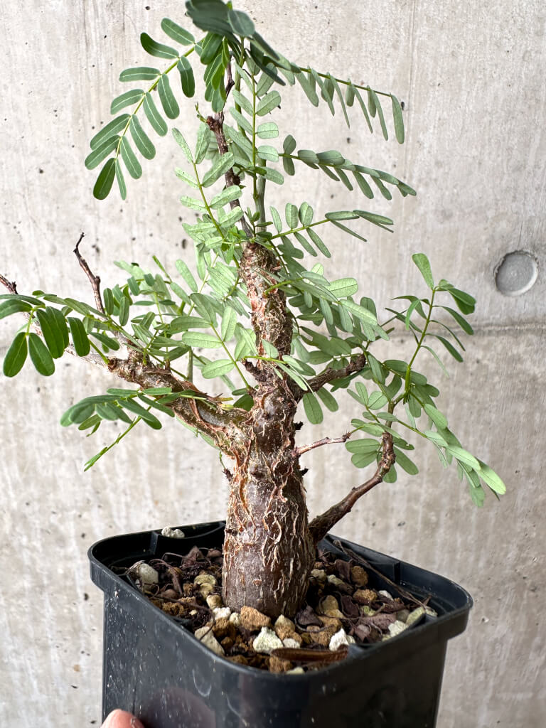 【現品限り】センナ・メリディオナリス 実生【AB60】 Senna meridionalis